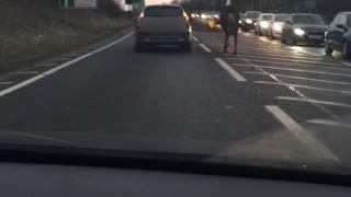 Just Walking a Horse on the Highway