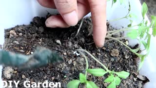 Vegetable planting