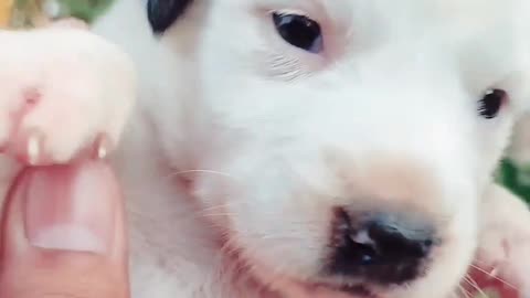 Cute Puppy