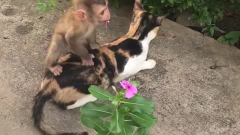 Small monkey tries to jump on calico cat