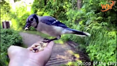 animals 4k - seeing a blue jay bird meaning