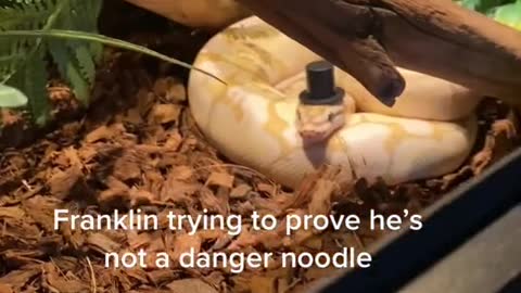 People dealing with their crippling fearof snakes/reptiles