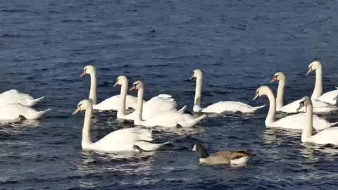 Swans ducks water on birds