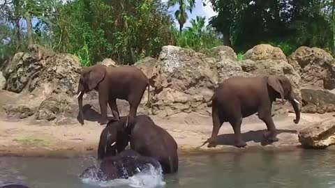 Cute Baby Elephant Takes A Bath at Disney's Animal