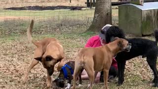 Dog sits on puppy, not peeing.