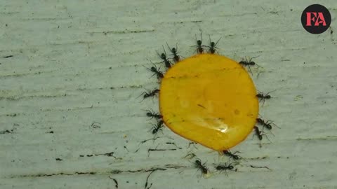 A wonderful scene of ants gathering on a piece of honey