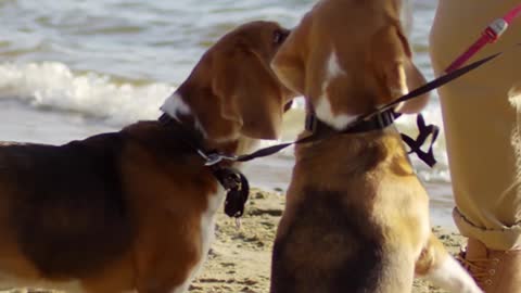 Two adorable beagle dogs begging for food and receiving tre