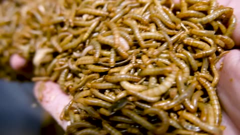 Can mealworms eat PLASTIC