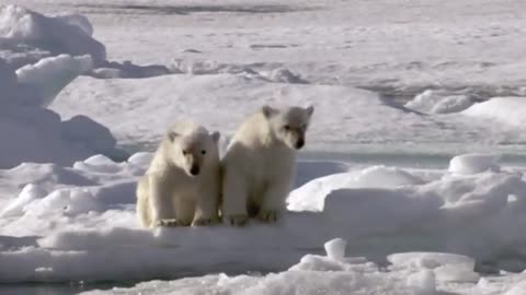 Frozen Planet: Filming Polar Bears By Boat
