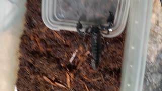 TINY Forest Scorpion