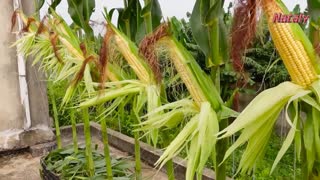 Growing Corn For Seeds Is Very Simple