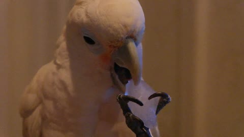 Parrot adorably chews on ice cube