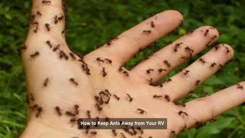 Keep away Ants