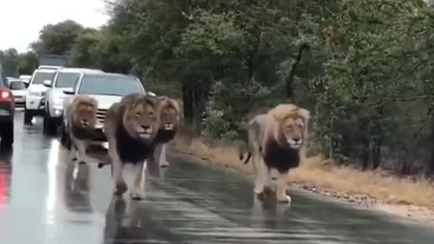 Traffic stopped because the lions walked
