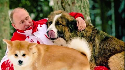 The president of the Russian Federation Vladimir putins 7 Dogs