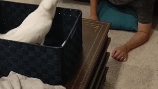 Cockatoo Doesn't Like Cleanliness