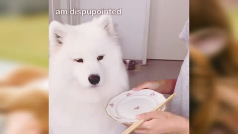 2000 Floofers Bamboozled by Humans: The Viral Videos That Will Make You Laugh