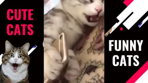 Cute Cats and funny with phone - Cute Cat