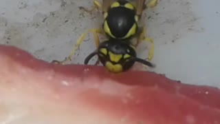 wasp steals meat