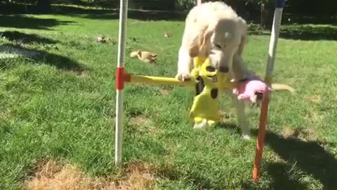 Puppy hilariously explores DIY dog treat dispenser