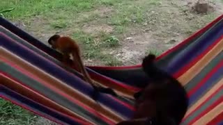 Squirrel Monkey and the Royal Cat on a hammock