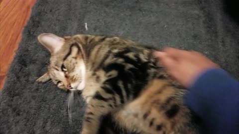 Cat Receives Much Satisfying Petting