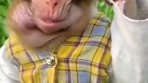 Best Funny Animal Videos of the year (2024), funniest animals ever. relax with cute animals video