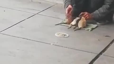 Rat charmer