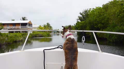 Dog on Boat Dog