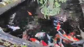 Koi fish pond (21)