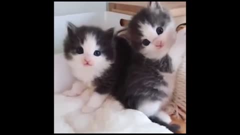 Animals SO Cute ❤️ Cute baby cat Videos Compilation cutest moment of the animals.