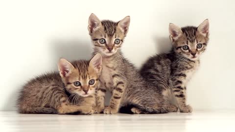 Cats on a white background, what beautiful them