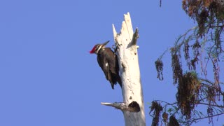 Pileated Woodpecker feeds in Florida Wetlands