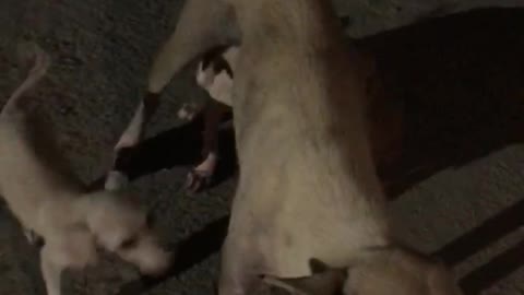 Abounded mother feeding to her puppies and seek help desperately