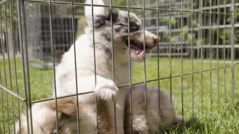 A cute little puppy tries to get out of the cage, bites the bars - closeup