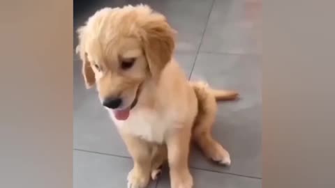 Cute puppy