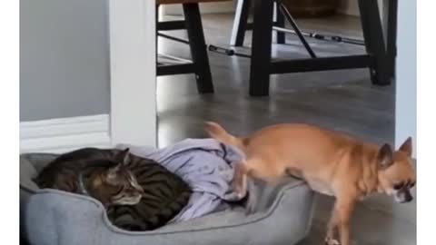 Cat vs dog