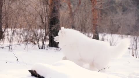 samoyeds