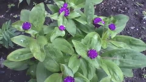 Um pequeno jardim de perpétua roxa, são flores muito lindas! [Nature & Animals]