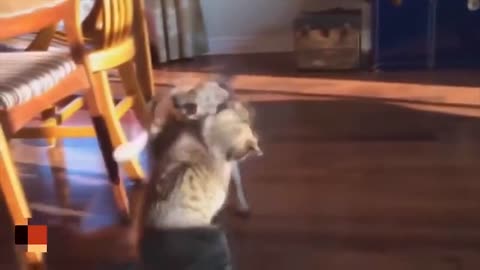 🙉 The Ultimate Compilation of Cats Attacking Dogs