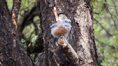 Watch an amazing video of a lovely little blue bird in the tree