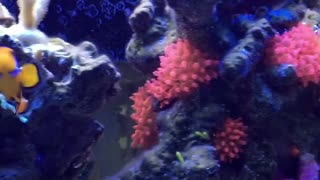 Cleaner shrimp, Perc and lots of coral and nems