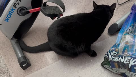 Adopting a Cat from a Shelter Vlog - Cute Precious Piper Inspects the Garbage Area