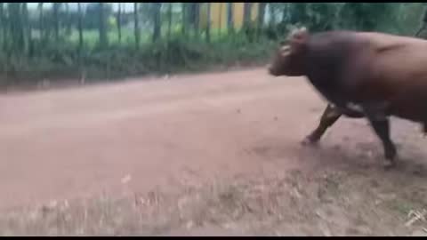 Two bull fighting