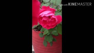 Rose flower in my garden