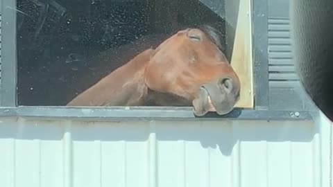 Horse Relaxes in the Sun DAILY -- ANIMALS -- SHORTS _#horseshorts