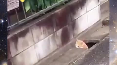 Funny Cute Cats Play Hide and Seek 🤩😸
