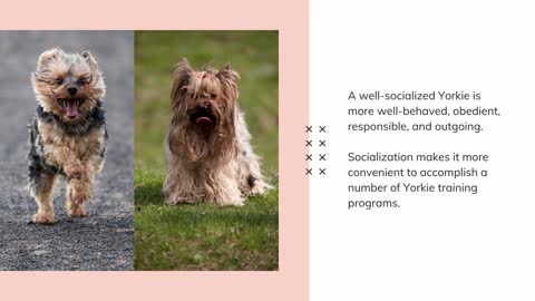 Get Some Crucial Yorkie Socialization Tips & a Link to More Training and Health Advice!