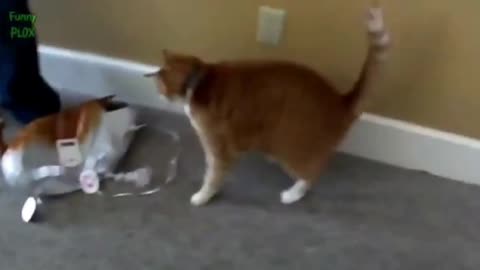Funny cat vs balloons compilation