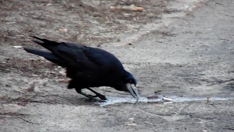 A rook with a very long beak learned to drink water